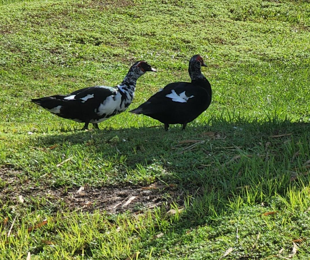 Quails Nest Ξενοδοχείο Κέιπ Κόραλ Εξωτερικό φωτογραφία